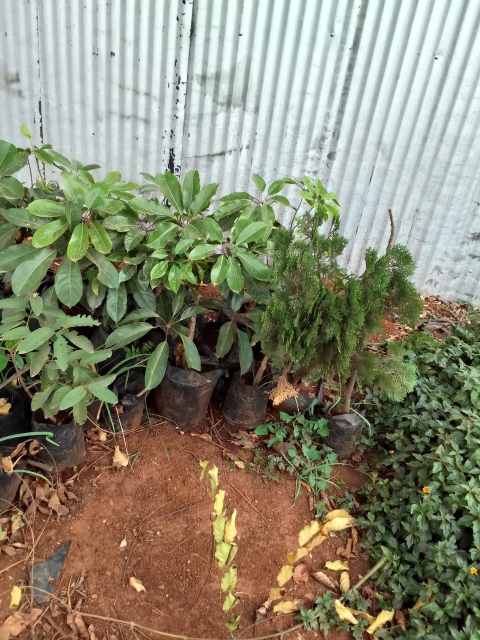 ornamental trees
